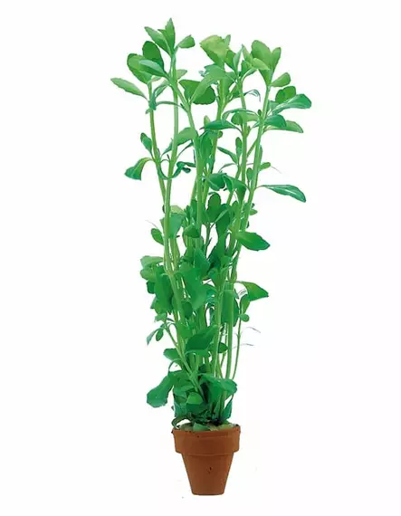 Pikkurasvalehti Terrakotta - Akvaarion keskialan kasvit - 83340 - 2