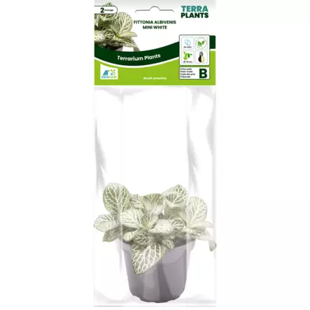 Pitsilehti valkoinen - Kostean terraarion kasvit - PT205110 - 2