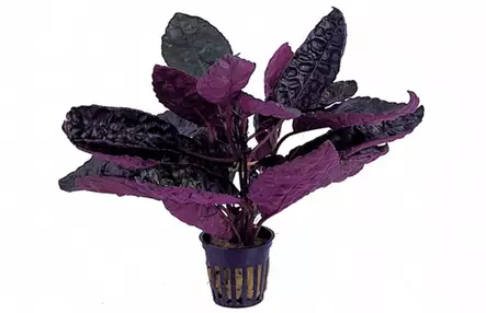 Pronssilehti Ruukku Ter - Kostean terraarion kasvit - 81620 - 1