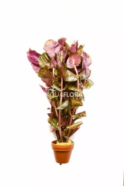 Punarotala Terrakotta - Akvaarion keskialan kasvit - 83950 - 2