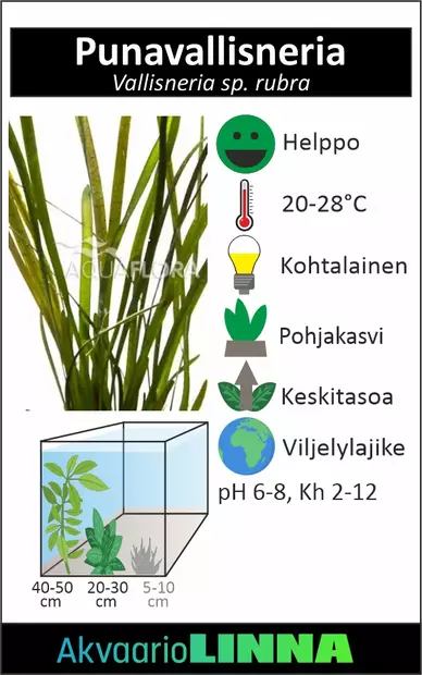 PunaVallisneria Rubra Ruukku - Akvaarion keskialan kasvit - 87280 - 2