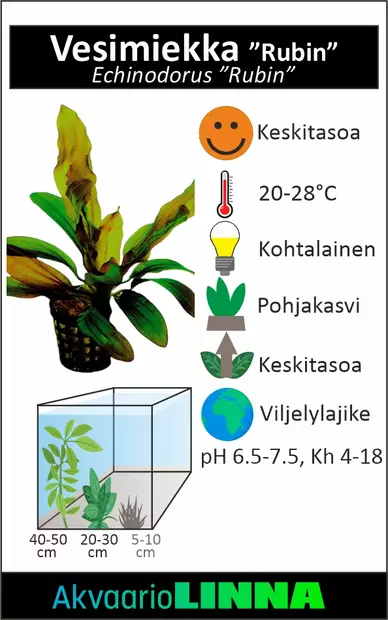 Rubiinimiekka Ruukku - Akvaarion keskialan kasvit - 81430 - 2