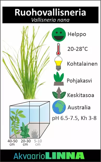 Ruohovallisneria Ruukku - Akvaarion etualan kasvit - 87270 - 2