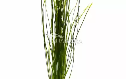Ruohovallisneria Ruukku - Akvaarion etualan kasvit - 87270 - 1
