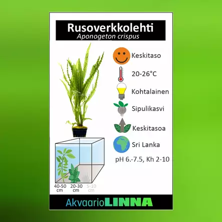 Rusoverkkolehti Ruukku - Akvaarion taka-alan kasvit - 87230 - 2