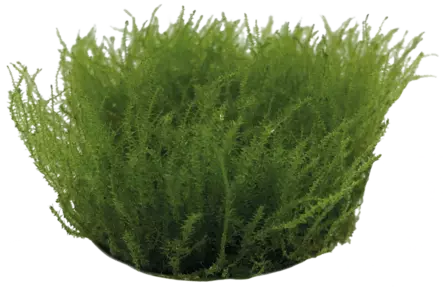 Saukonsammal Vitrokupissa - Akvaarion sammalet - 89120 - 2