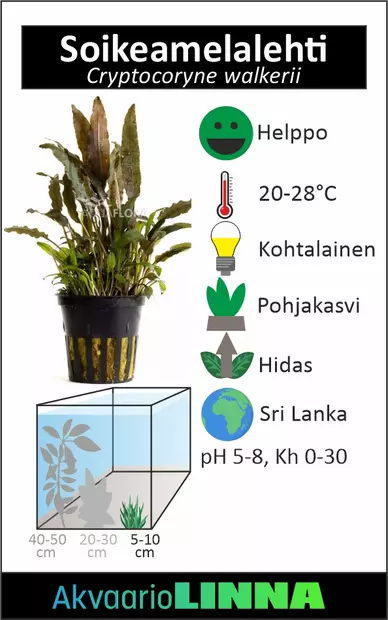 Soikeamelalehti Ruukku - Akvaarion keskialan kasvit - 81060 - 2