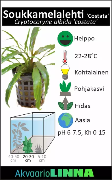 Soukka/Vitamelalehti Ruukku - Akvaarion keskialan kasvit - 80960 - 2