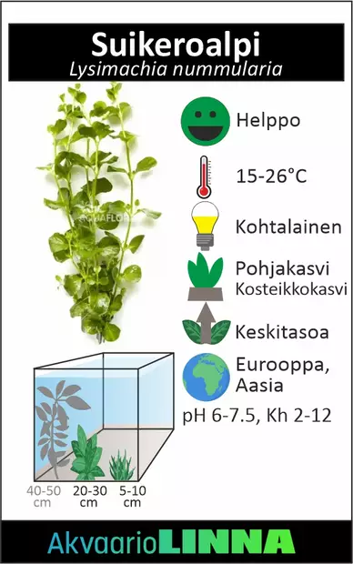 Suikeroalpi Nippu - Akvaarion keskialan kasvit - 84670 - 2