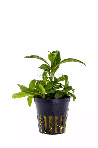 Suikerolehti Bihar Ruukku - Akvaarion keskialan kasvit - 86970 - 2