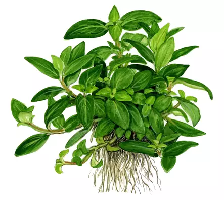 Suikerolehti Vitrokupissa - Akvaarion etualan kasvit - 87600 - 2