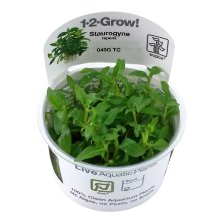 Suikerolehti Vitrokupissa - Akvaarion etualan kasvit - 87600 - 1