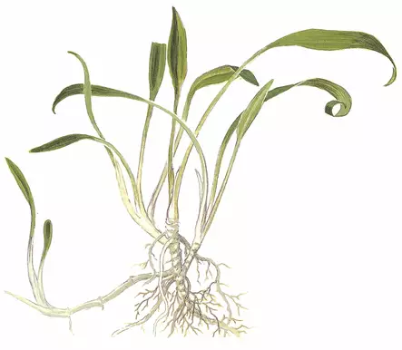 Suippomelalehti Ruukku - Akvaarion etualan kasvit - 81010 - 2