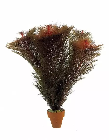 Sulkaärviä Terrakotta - Akvaarion taka-alan kasvit - 83870 - 2