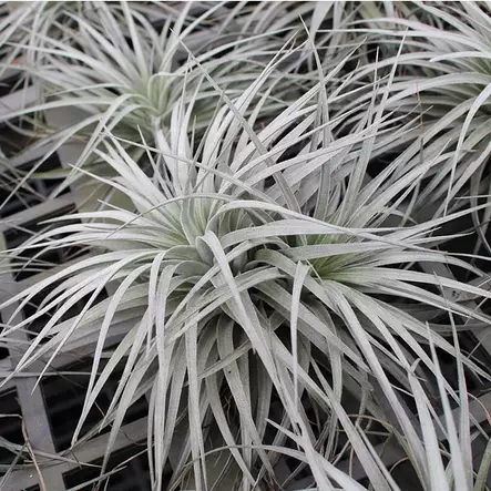 Tillandsia laji. - Ilmakasvit terraarioon - 097.3070 - 2