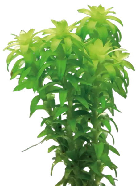 Tonina Vitrokupissa - Akvaarion keskialan kasvit - 89640 - 2