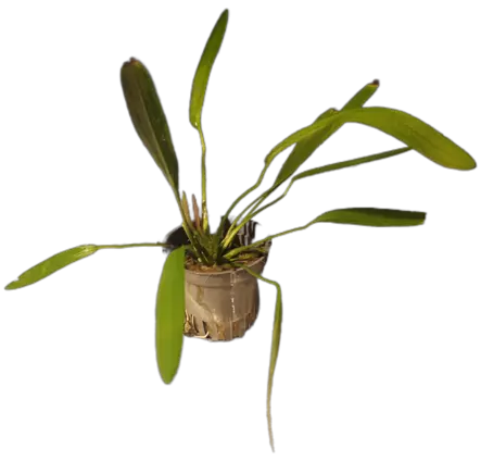 Tuoksumiekka Ruukku - Akvaarion taka-alan kasvit - 81500 - 2