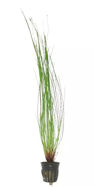 Tupsuluikka Eleocharis vivipara - Akvaarion keskialan kasvit - 81530 - 1