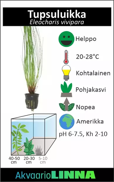 Tupsuluikka Eleocharis vivipara - Akvaarion keskialan kasvit - 81530 - 2