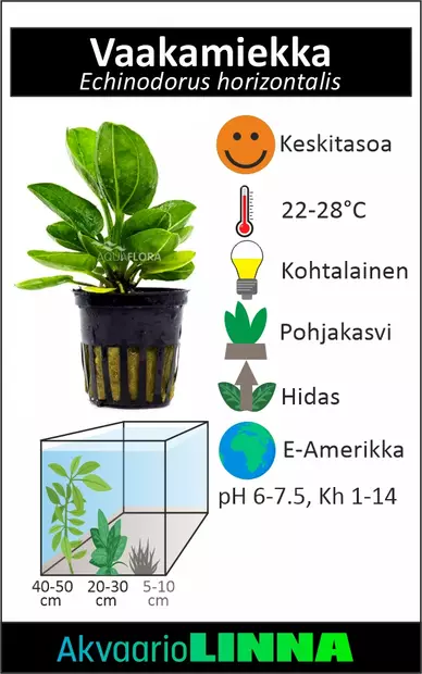 Vaakamiekka Ruukku - Akvaarion keskialan kasvit - 81260 - 2