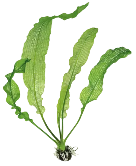 Verkkolehti Henkelianus Mukula - Akvaarion taka-alan kasvit - 80330 - 1