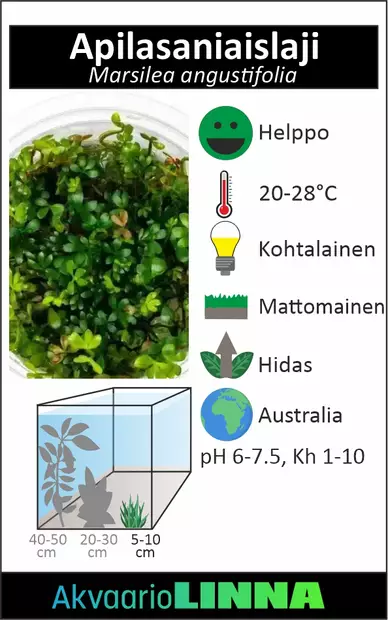 Vesiapila Vitrokupissa - Akvaarion etualan kasvit - 89130 - 2
