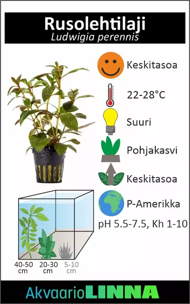 Vesirusolehti Nippu - Akvaarion keskialan kasvit - 84660 - 2
