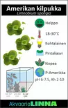 Amerikankilpukka Vitrokupissa - Akvaarion kellus kasvit - 88330 - 7