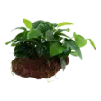 Anubias laavakivessä - Akvaarion keskialan kasvit - 82680 - 1