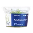 Ärviä Lajike Guyana Vitrokupissa - Akvaarion keskialan kasvit - 89630 - 3