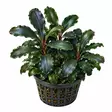 BUCEPHALANDRA BATANG KAWA VITROKUPIS - Akvaarion etualan kasvit - 80230 - 1