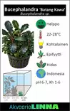 BUCEPHALANDRA BATANG KAWA VITROKUPIS - Akvaarion etualan kasvit - 80230 - 2