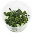 Bucephalandra Blue Green Vitrokupissa - Akvaarion etualan kasvit - 89840 - 1