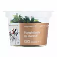 Bucephalandra brownie purple Vitrokupiss - Akvaarion etualan kasvit - 86460 - 3