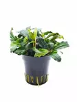 Bucephalandra Lamandau Mini P Ruukku - Akvaarion etualan kasvit - 89040 - 2
