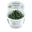 Bucephalandra needle leaf Vitrokupissa - Akvaarion etualan kasvit - 86780 - 1