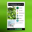 Bucephalandra needle leaf Vitrokupissa - Akvaarion etualan kasvit - 86780 - 4