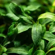 Bucephalandra needle leaf Vitrokupissa - Akvaarion etualan kasvit - 86780 - 3