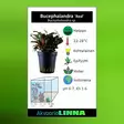 Bucephalandra "Red" Vitrokupissa - Akvaarion etualan kasvit - 89970 - 2