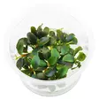 Bucephalandra "Red" Vitrokupissa - Akvaarion etualan kasvit - 89970 - 1