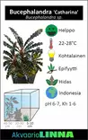 Bucephalandra sp. catharina vitrossa - Akvaarion etualan kasvit - 86840 - 2