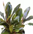 Bucephalandra Theia red Vitrokupissa - Akvaarion etualan kasvit - 86770 - 1