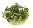 Bucephalandra Wavy Vihreä Ruukku - Akvaarion etualan kasvit - 89030 - 1