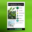 Bucephalandra Wavy Vihreä Ruukku - Akvaarion etualan kasvit - 89030 - 2