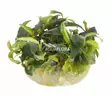 Bucephalandra Wawy Green Vitrokupissa - Akvaarion etualan kasvit - 88600 - 1