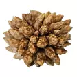 Hobby Desert Bloom sammalkävyt 25 kpl - Catappa-tuotteet ja muut vastaavat - D51120 - 3