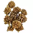 Hobby Desert Bloom sammalkävyt 25 kpl - Catappa-tuotteet ja muut vastaavat - D51120 - 2