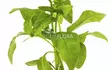 Echinodorus grisebachii ‘amazonicus - Akvaarion taka-alan kasvit - 81600 - 1