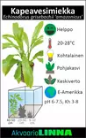 Echinodorus grisebachii ‘amazonicus - Akvaarion taka-alan kasvit - 81600 - 2