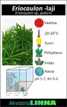 Eriocaulon "Ruohopolaris" Vitrokupissa - Akvaarion etualan kasvit - 89980 - 2